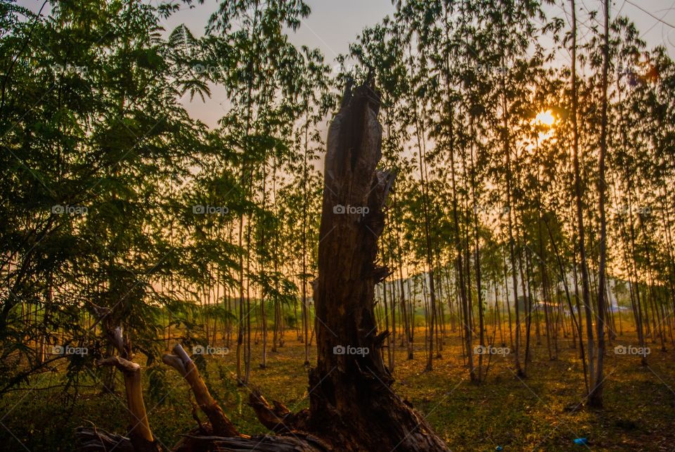 View of forest during sunset