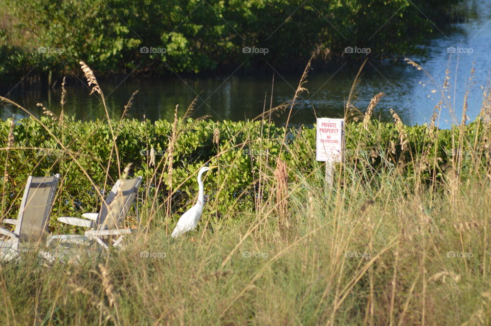 Bird reading sign