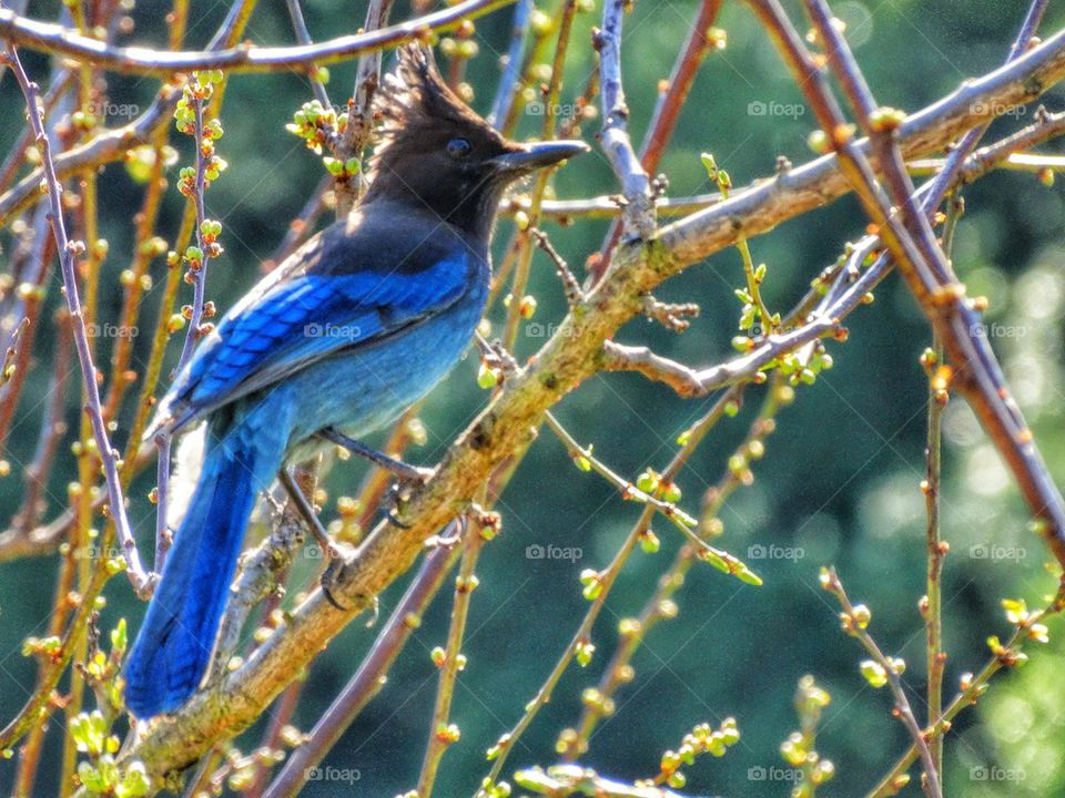 Brilliant Blue Steller's Jay. Songbird In Morning Sunlight
