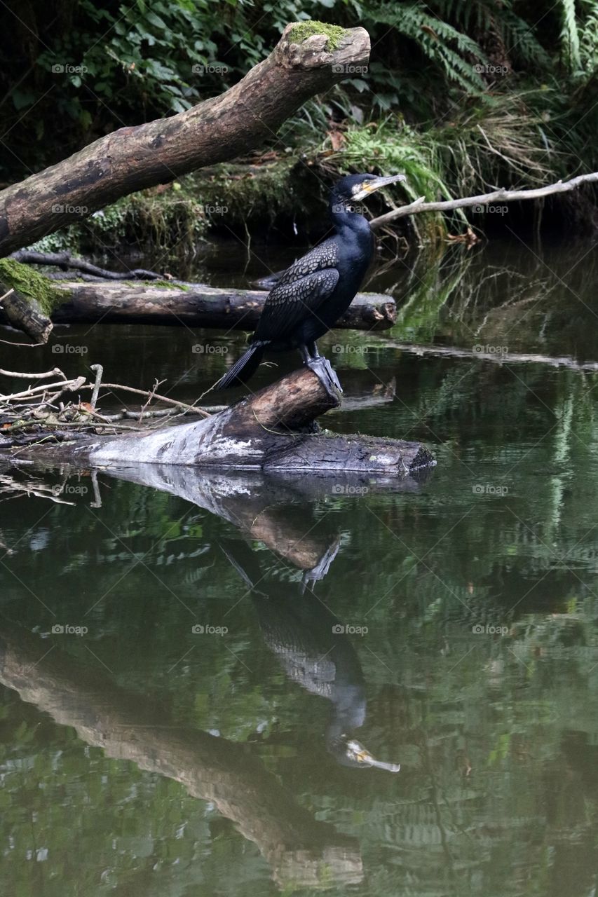 cormorant