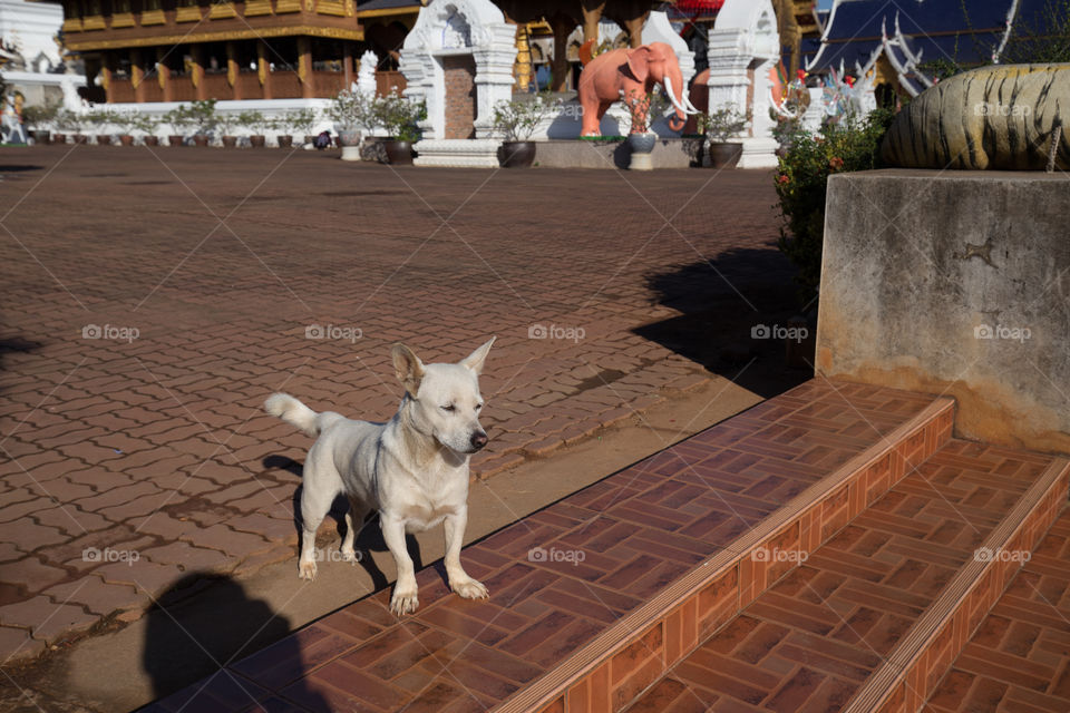 Dog in the temple 