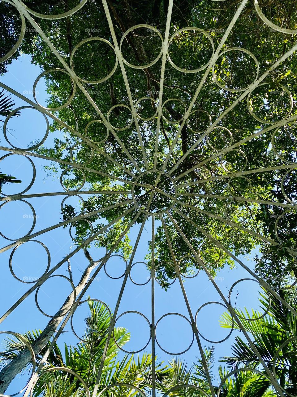 Looking up at the top of a garden pergola