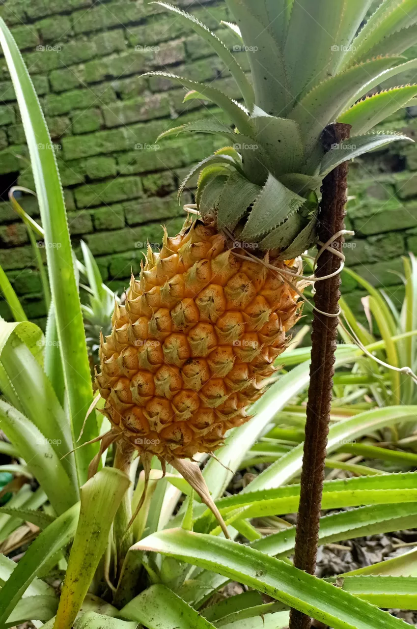 a ripen pineapple