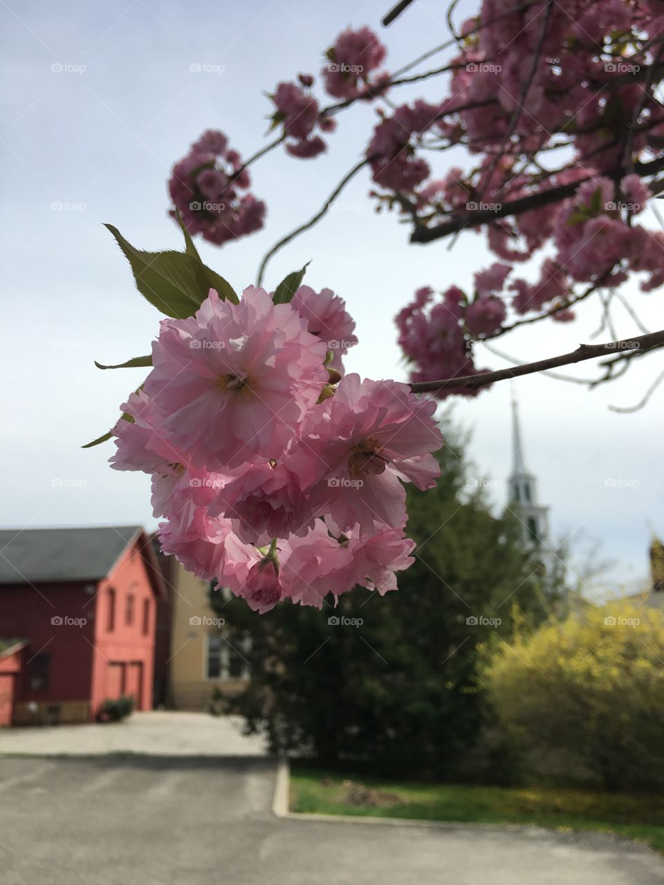 Blossoms in CT in early May