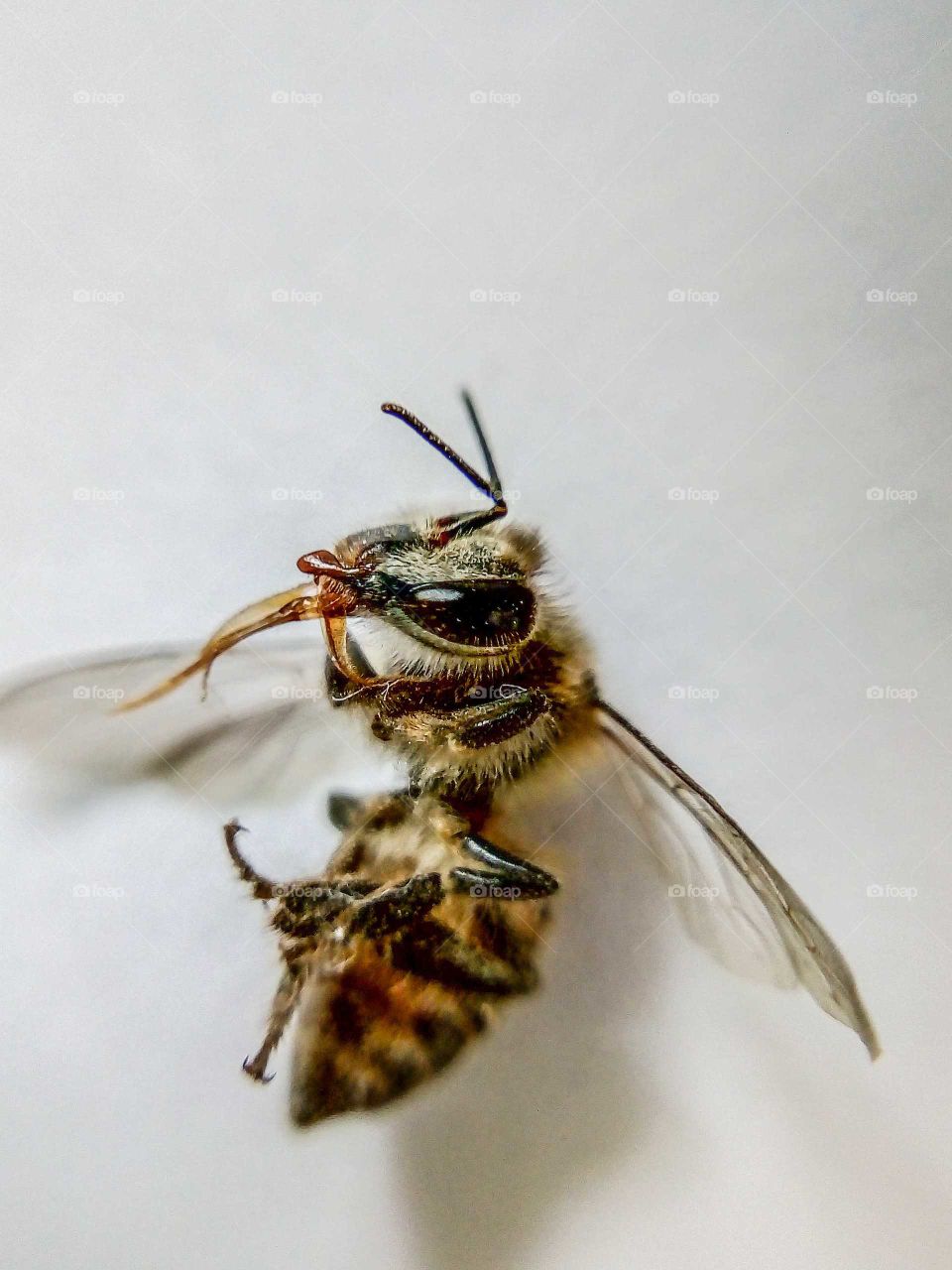 Compound eye, Antennae, proboscis of honey bee