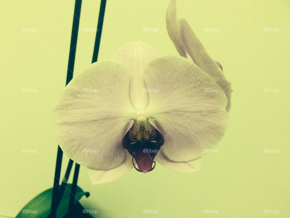 Orchid 
