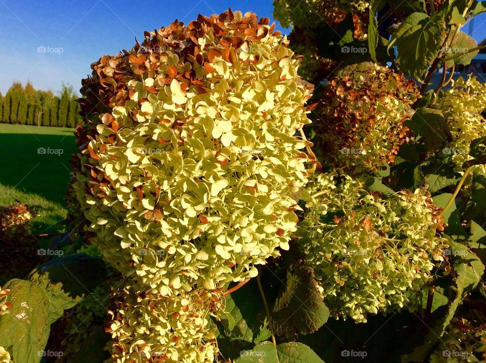 Beautiful Green Hydrangea in Fall 
