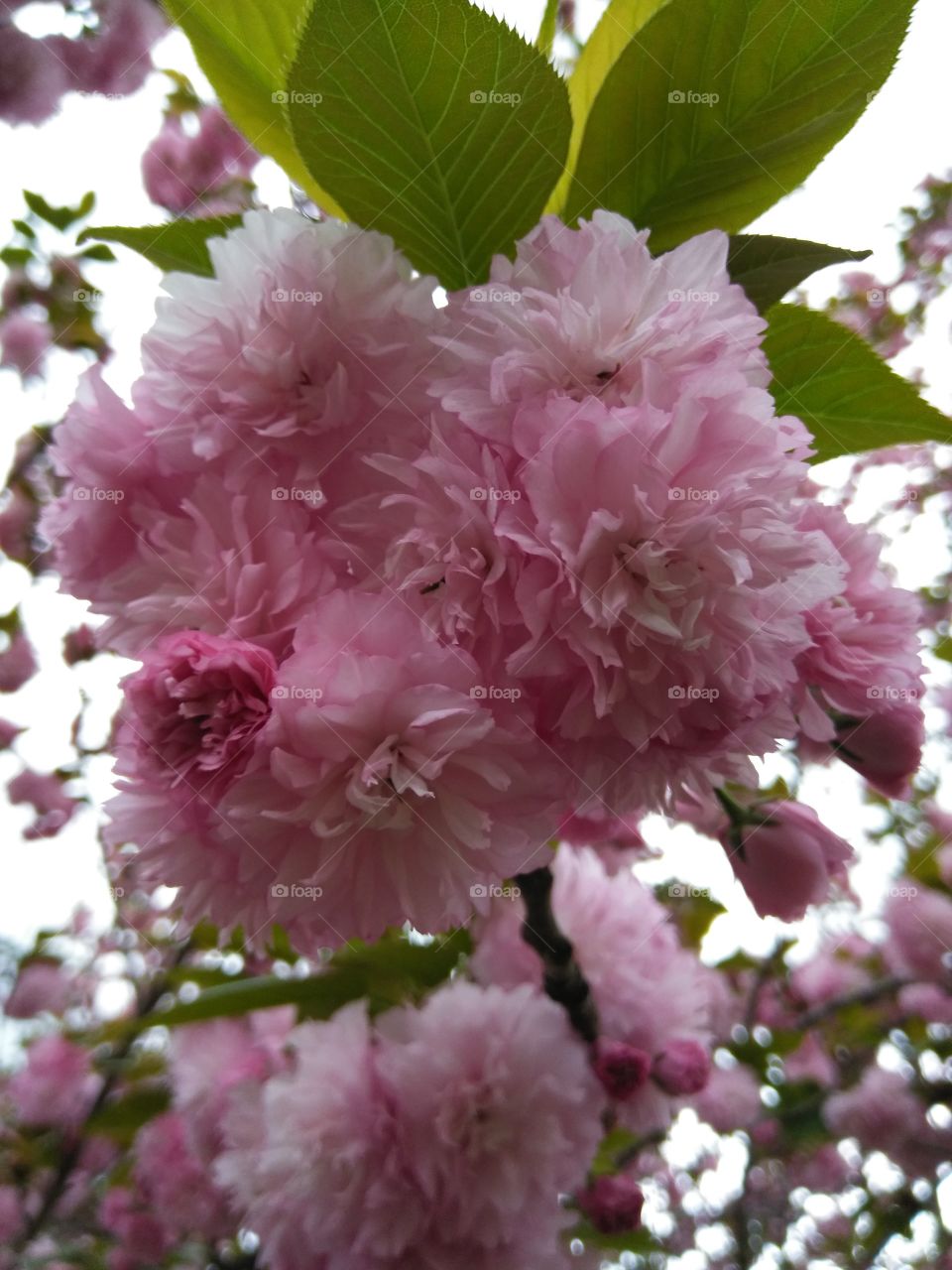Delicate cluster of fresh spring pink carnationlike blooms on a cloudy day, close up views.