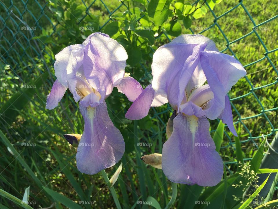Purple flowers backyard