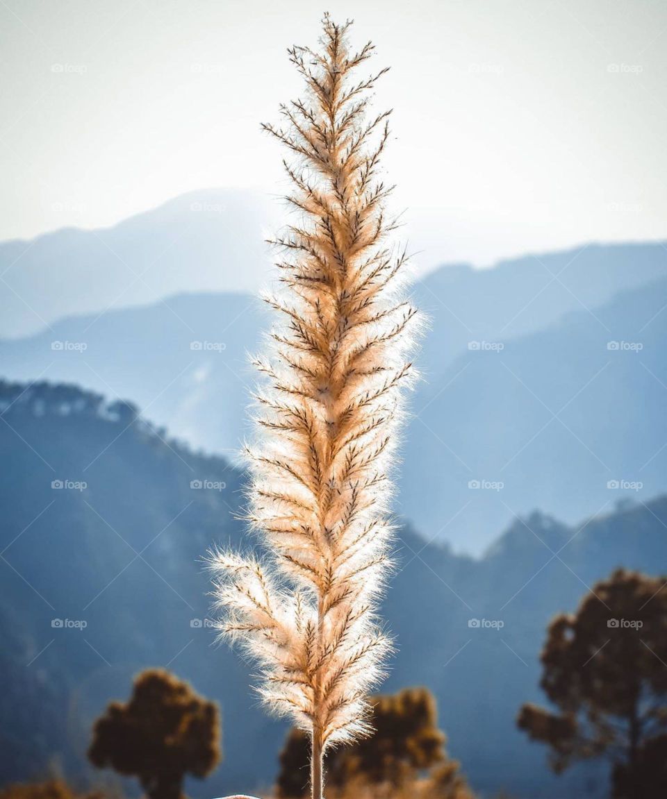 where flower bloom. so does  hope