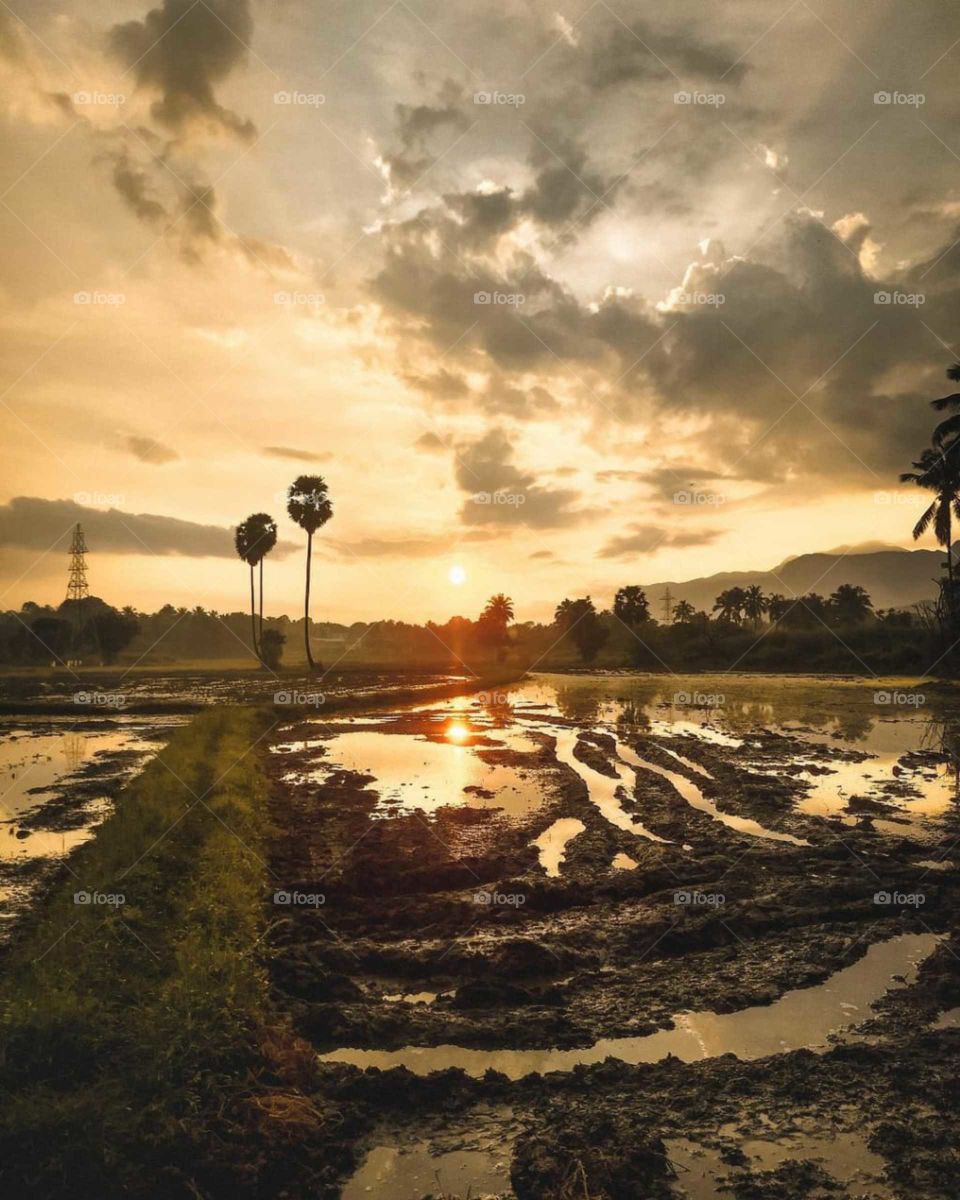 paddy field