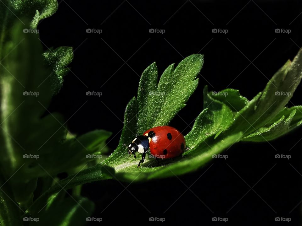 Red beauty