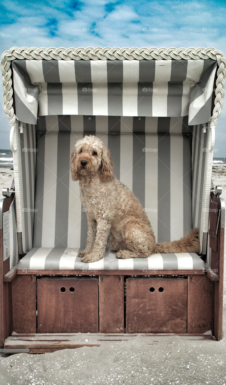 Dog potrait in beach chair