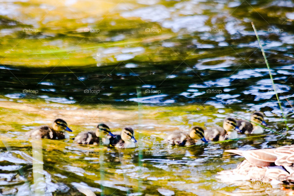 Mallard Ducklings