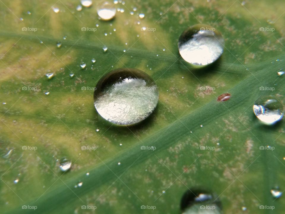 water droplets on the leaf