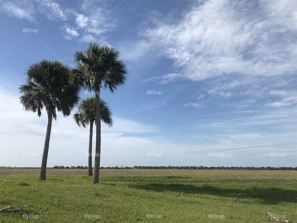 Three palm tree on green grass against a blue sky with white clouds 
