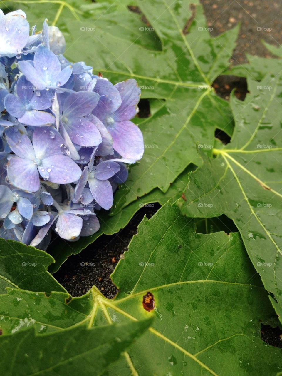 Leaves and Flowers