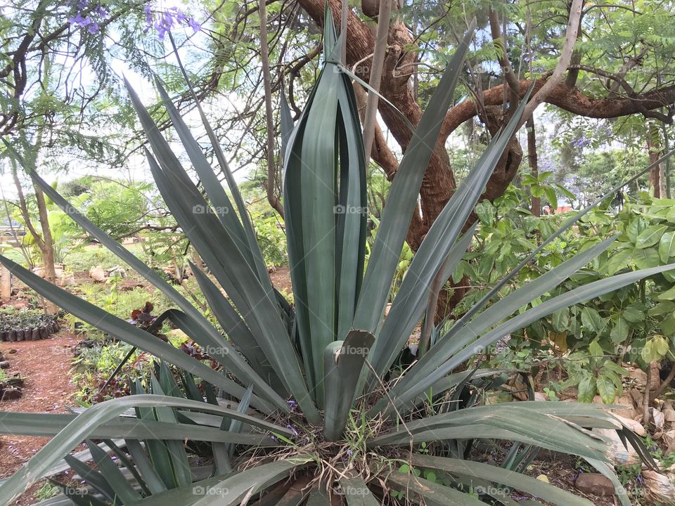 Rare photo of sisal flower growing in cool environment it’s one of the best flower commonly used for  export.photo taken by me