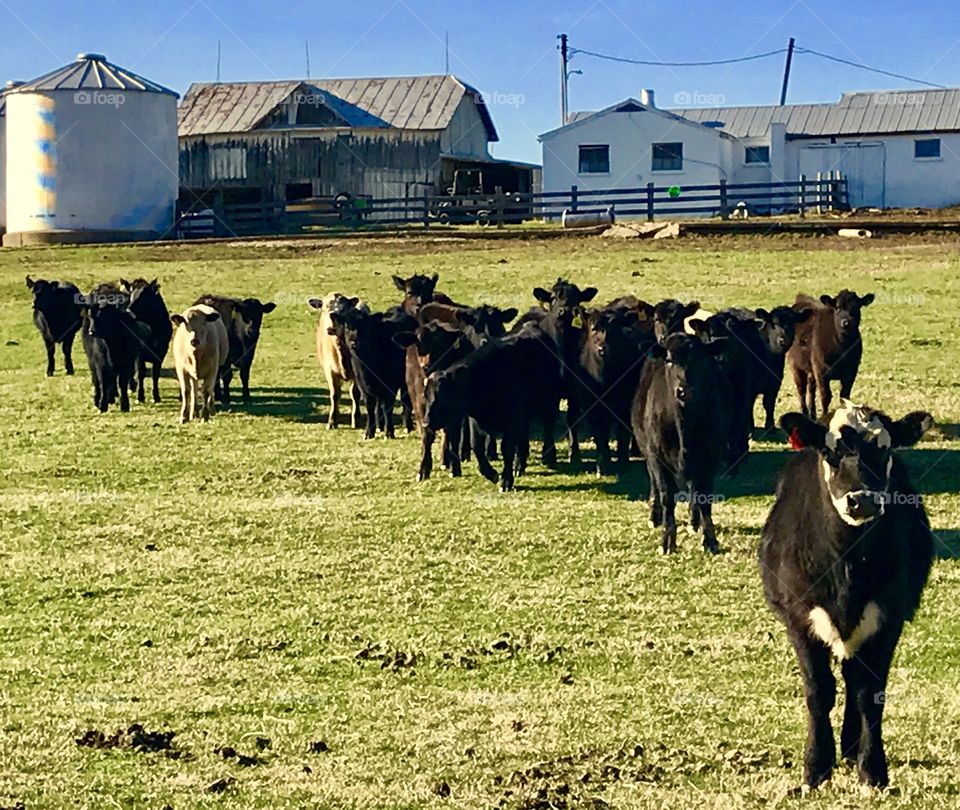 Cows on Farm