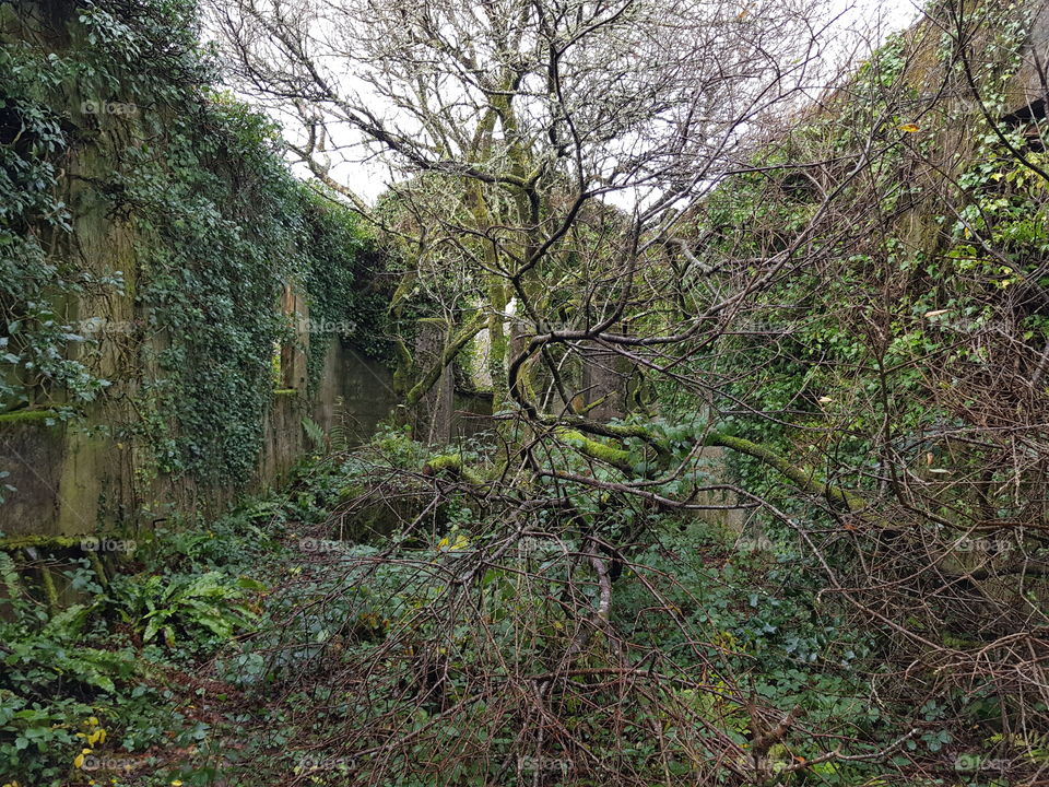 large disused derelict building overgrown