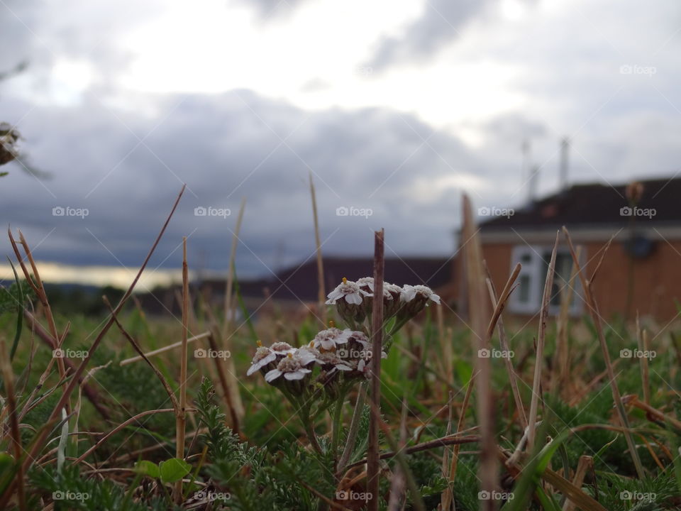 My point of view behinde the grass