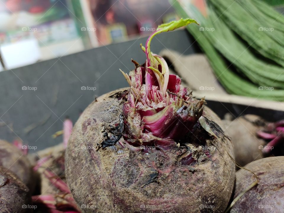 Beet root Leaf