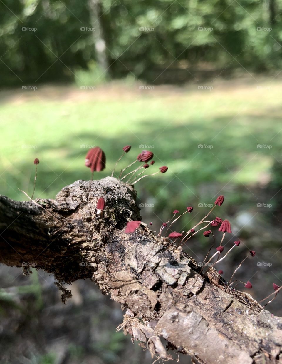 Unusual red fungi on branch