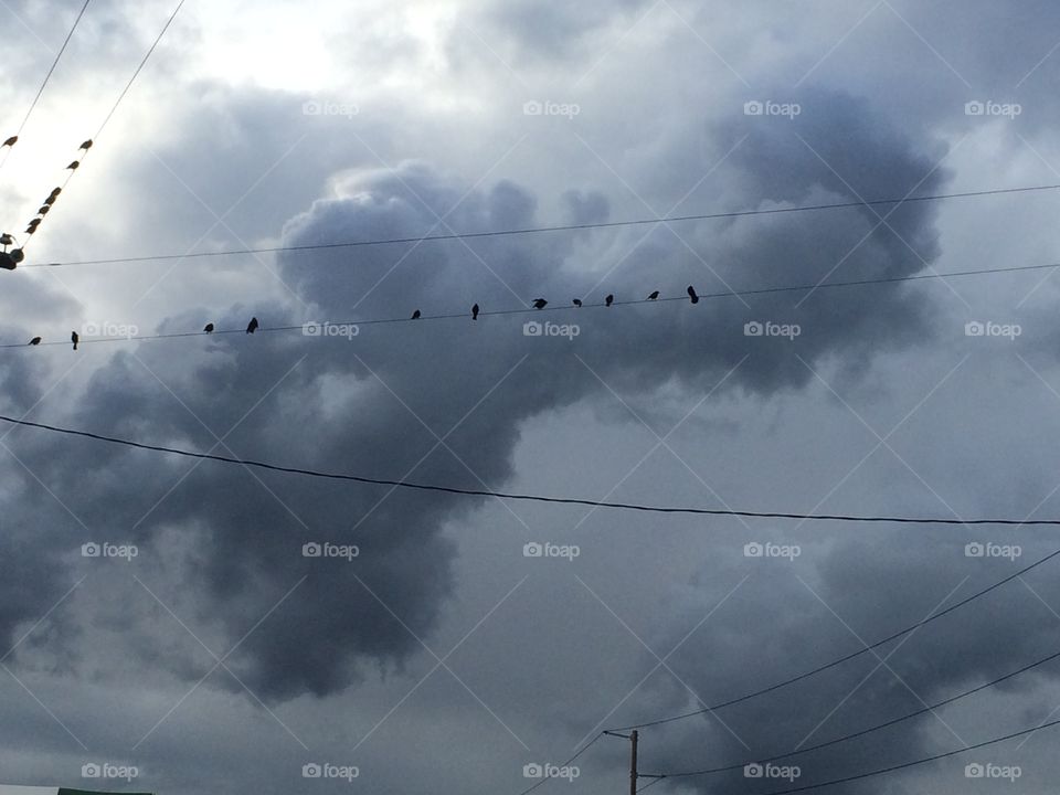 Birds at sky. I noticed birds, so many birds on nearby wires. The encroaching storm made everything cooler.