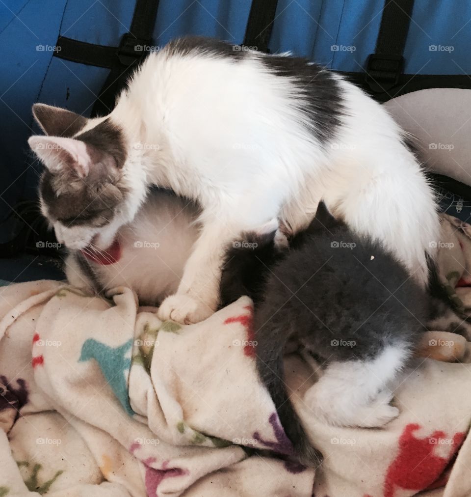 Mother and her kittens.