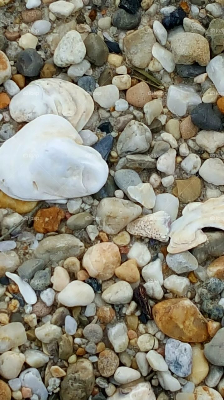 ocean shells