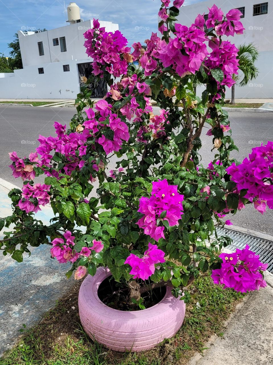 las flores magenta de la planta