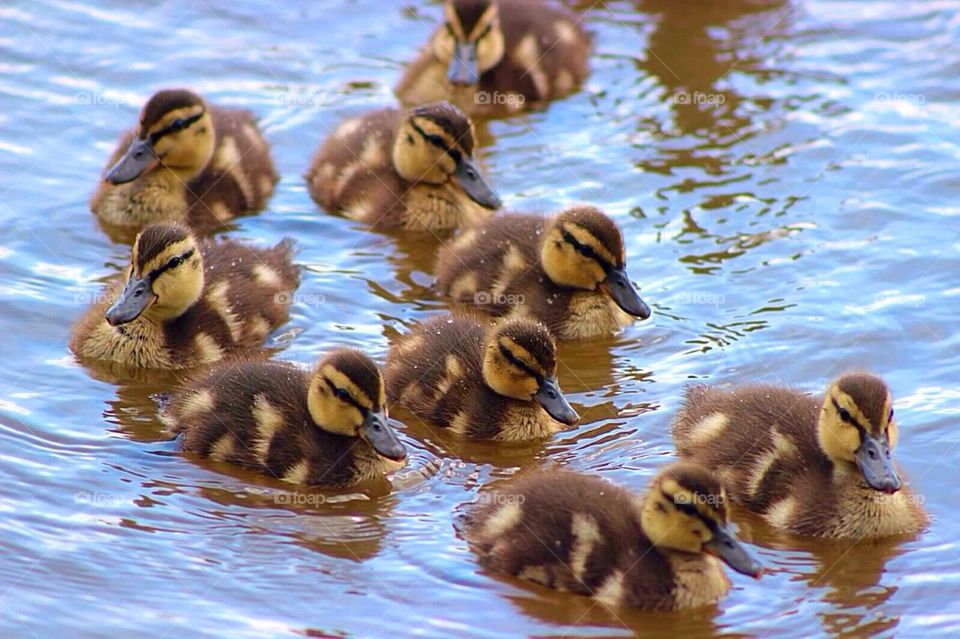 Ducklings