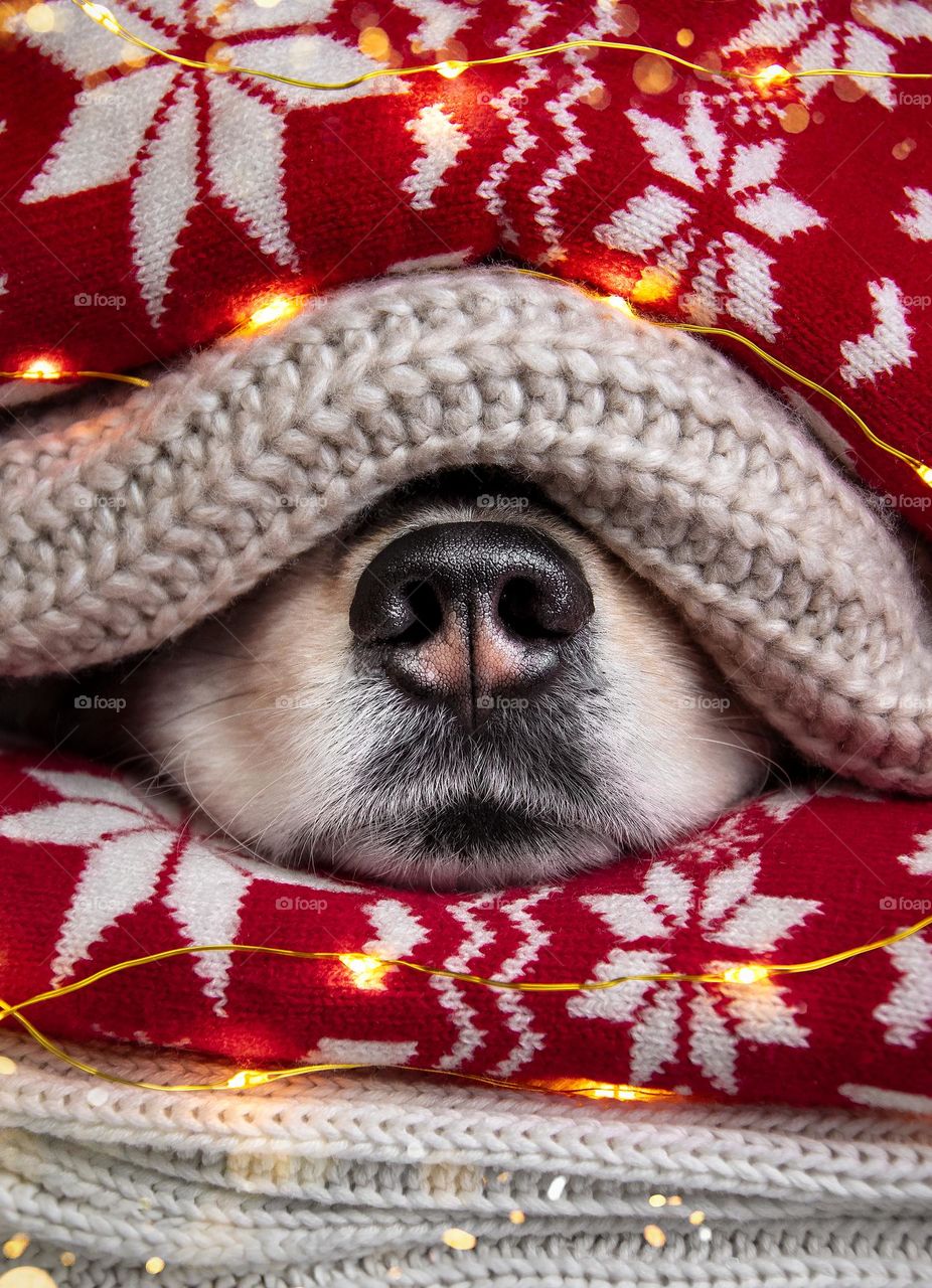 Dog nose between cozy sweaters