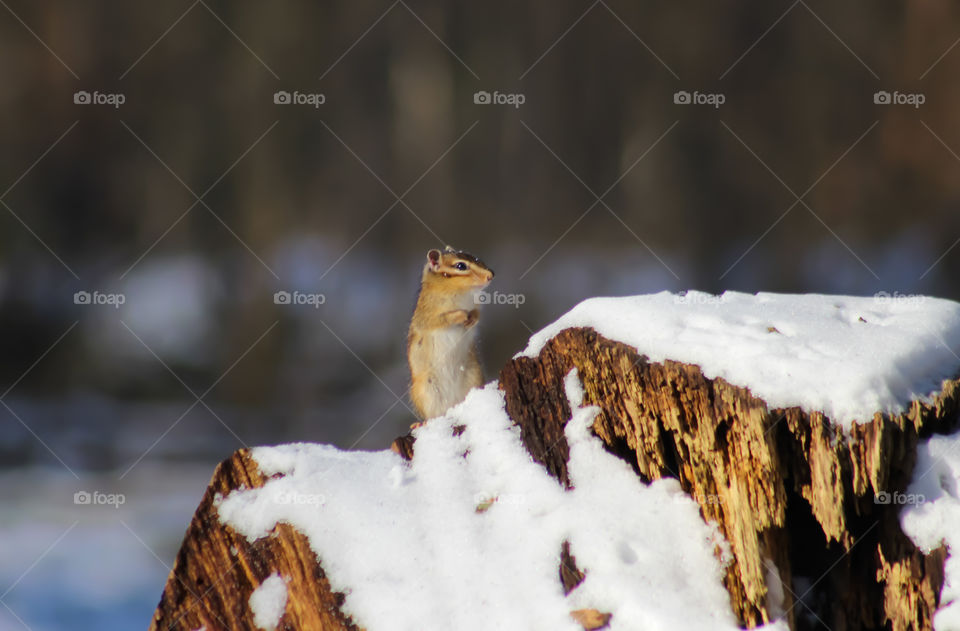Chipmunk on snowy tree trunk