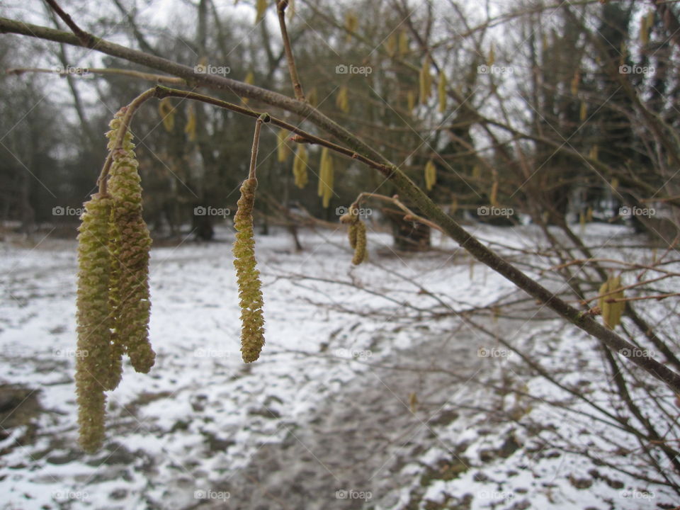 Snowey Spring