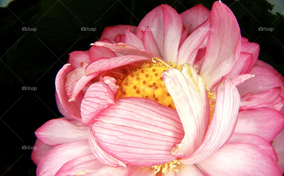 Pink lotus