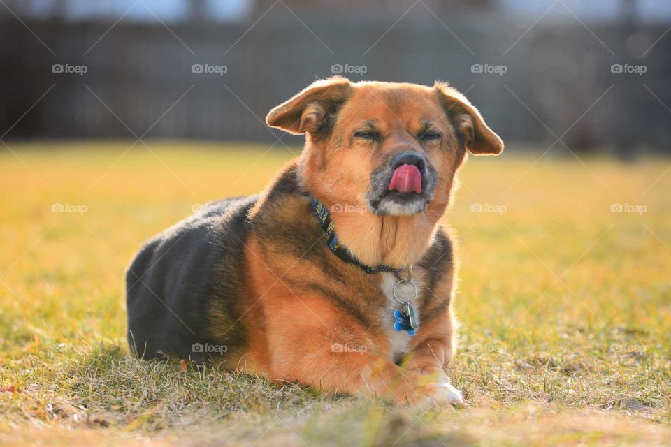 Dog sticking tongue out