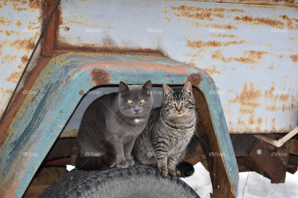 cats on a jeep tire