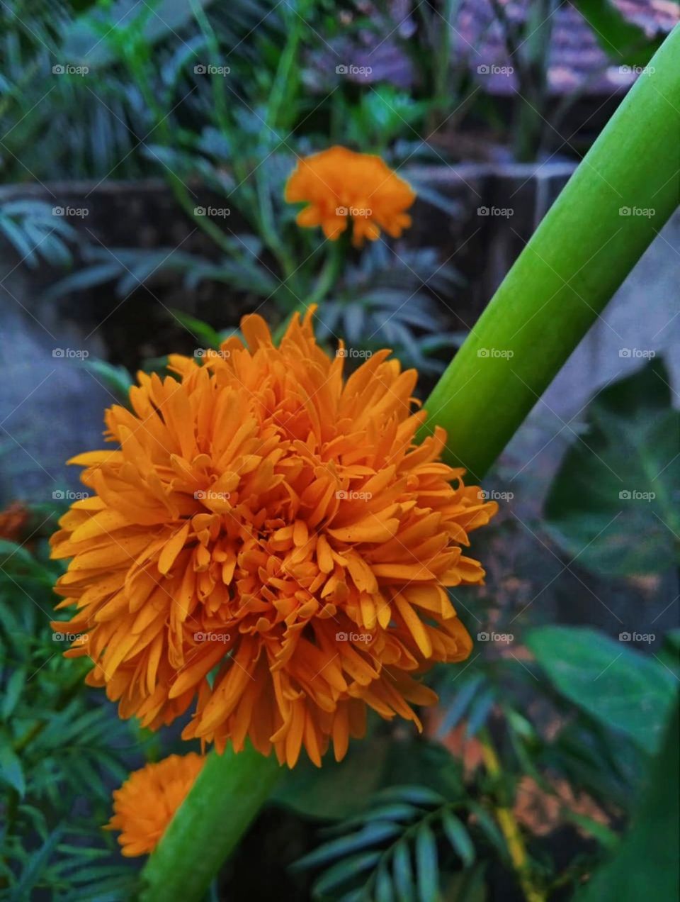 blossom image of marigold flowers what a beautiful