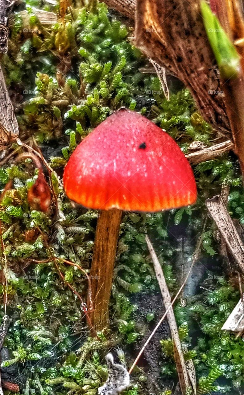 mushroom photo