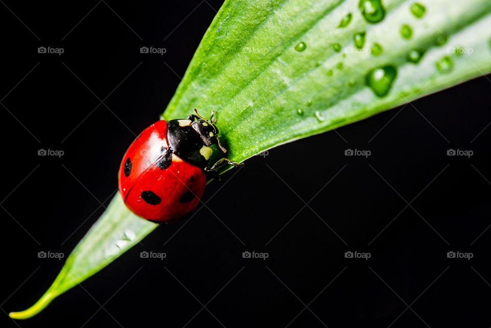 lady bug on green leave