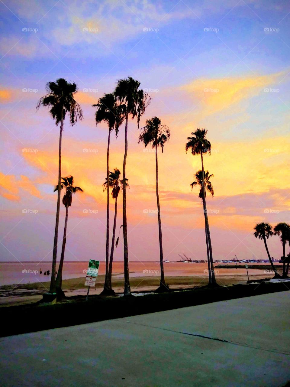 palm trees sunset