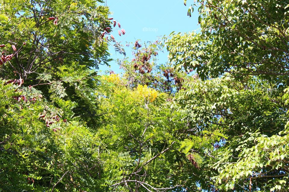 Tree, Nature, Leaf, Flora, Season