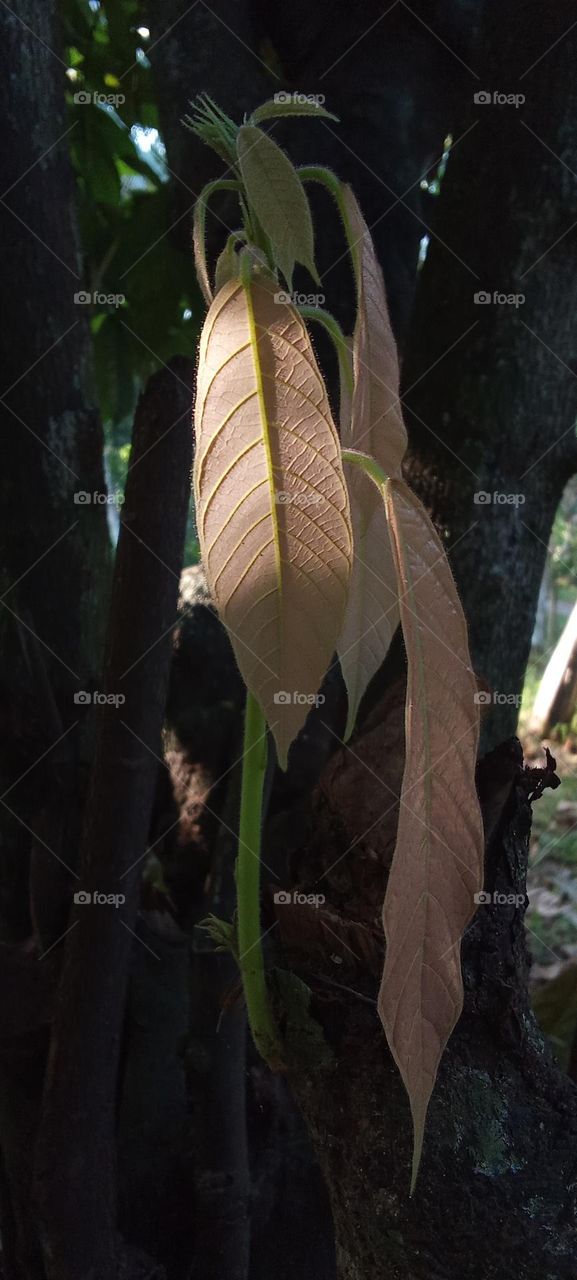 coco leaf on morning sunlight
