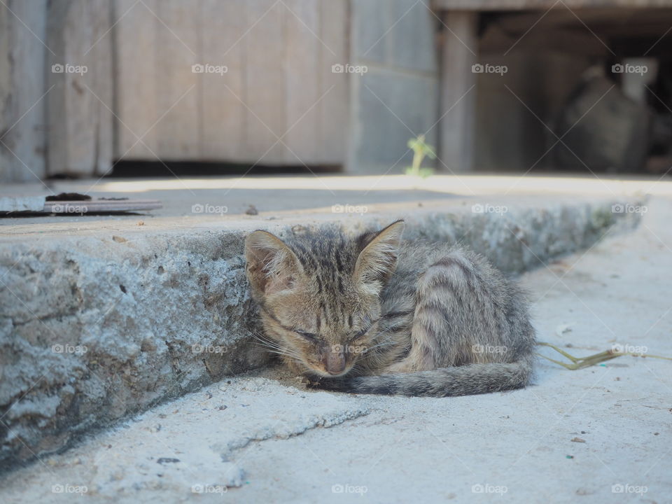 kitten sleep on street