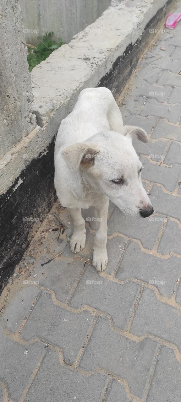 This is a beautiful and cute dog that I took a quick photo of