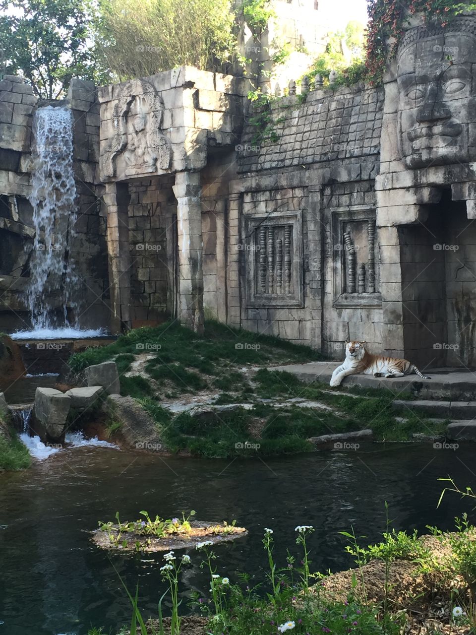 Tiger at the Memphis Zoo