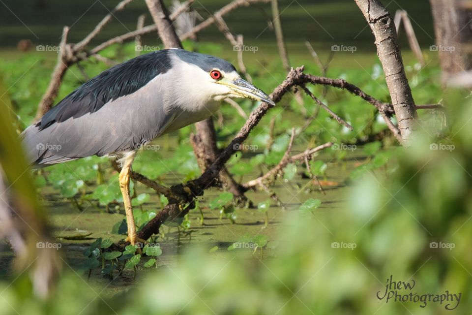 Black-crowned Night Heron
