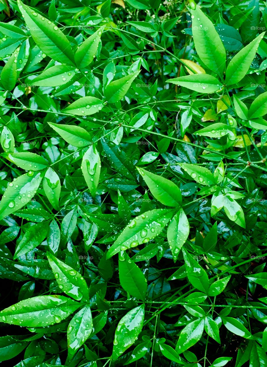 Leafy rainy background