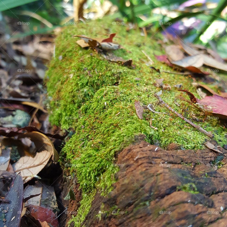 Moss, Wood, Nature, Leaf, Fungus